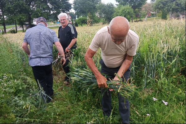 Otrzymaliśmy dzisiaj zaproszenie na Dożynki Gminne, więc z zapałem kontynuujemy ścinanie zboża i wiązanie kolejnych snopków